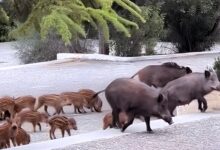 Οικογένεια-από-αγριογούρουνα-πήγε…-καλεσμένη-σε-γάμο-στους-Θρακομακεδόνες,-δείτε-βίντεο