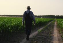 ΕΛΓΑ:-Αποζημιώσεις-13,8-εκατ-ευρώ-σε-πάνω-από-9.600-παραγωγούς-για-ζημίες-του-2025