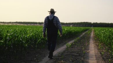 ΕΛΓΑ:-Αποζημιώσεις-13,8-εκατ-ευρώ-σε-πάνω-από-9.600-παραγωγούς-για-ζημίες-του-2025