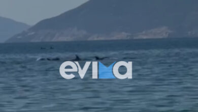 Εντυπωσιακό-βίντεο-από-την-Εύβοια-με-κοπάδι-δελφινιών-δίπλα-σε-λουόμενους