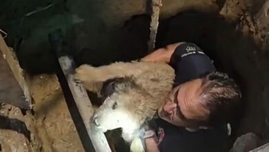 Θεσσαλονίκη:-Σκύλος-έπεσε-σε-τρύπα-τριών-μέτρων-που-είχε-καλυφθεί-με-ξύλα