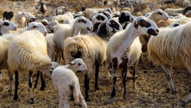 Αφθώδης-στη-Λέσβο:-«Μπλόκο»-στην-απόφαση-Μουτζούρη-για-μη-θανατώσεις