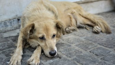 Φρίκη-στην-Ηλεία:-Πυροβόλησαν-σκύλο-στη-μουσούδα,-περιφέρεται-αιμόφυρτος-και-δεν-έχει-εντοπιστεί