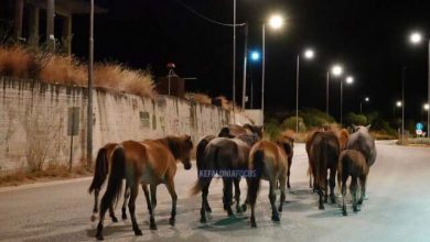 Βίντεο:-Άλογα-του-Αίνου-στη-μέση-του-δρόμου-στην-Κεφαλονιά,-κινούνταν-ανάμεσα-στα-αυτοκίνητα